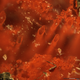 These tubes made from hematite represent the oldest microfossils and evidence for life on Earth, according to the new study. (Image: Matthew Dodd)